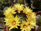 mammillaria_longimamma_1
