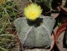 Astrophytum myriostigma