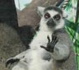 poze-animale-haioase-imagini-amuzante