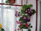 Flori