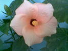 Hibiscus Sunset