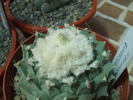 DSCF0990