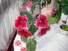 Gloxinie rosie  creata