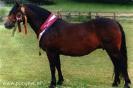 dartmoorpony