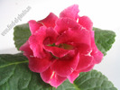 Gloxinia roze picatele dungulite 2
