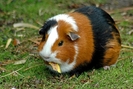 guinea_pig_1-7597112[1]