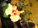 hibiscus yoder caracas