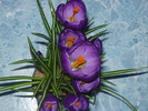 Crocus