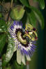 Passiflora caerulea