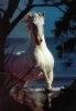 t_andalusian01
