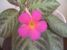 Episcia Pink Panther 3
