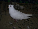 11061 br 0