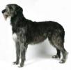 IRISH WOLFHOUND