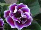 Gloxinia mov involt bordat 1
