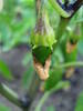 Jalapeno Pepper (2009, June 21)