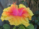 Hibiscus Summer Sun 6