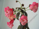 Kohleria Prince Albert 14