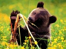 webshots372
