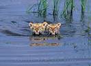 Tiger swimming cubs