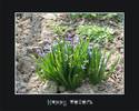 spring_flowers_by_alaurentiu