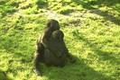 GORILLA-