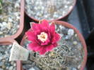 Gymnocalycium erinaceum - floare