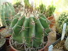 Echinocactus grandis