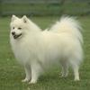 SPITZ JAPONEZ