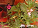 Picture 011