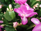 DSC00991