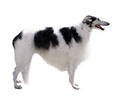 borzoi