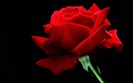 Red-Flower-in-the-Dark
