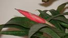 bilbergia