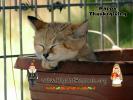 SandCat-bcr