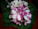 Violete de Parma