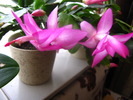 Schlumbergera 25 oct 2009 (2)