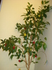 FICUS BENJAMIN