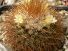 mammillaria_nivosa_2