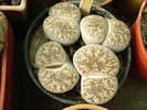 DSC01557