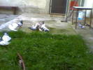 Sedat 053