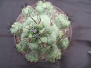 Ortegocactus macdougallii
