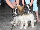 Saint Bernard