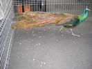 DSCN0196