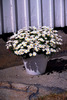 FLOWERPO
