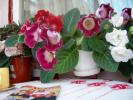 Gloxinia- 5 014