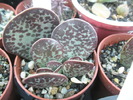 Adromischus trigynus