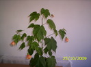 Abutilon 25 oct 2009