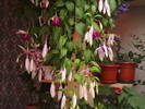 fuchsie curgatoare