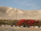 218 Israel - (in drum spre Marea Moarta)