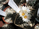 Turbinicarpus nr. 2 - 20.09